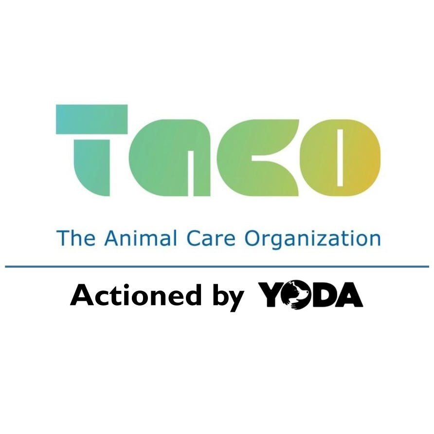 Yoda Taco Goa